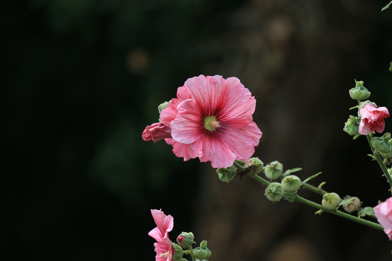 hollyhock flower garden free photo