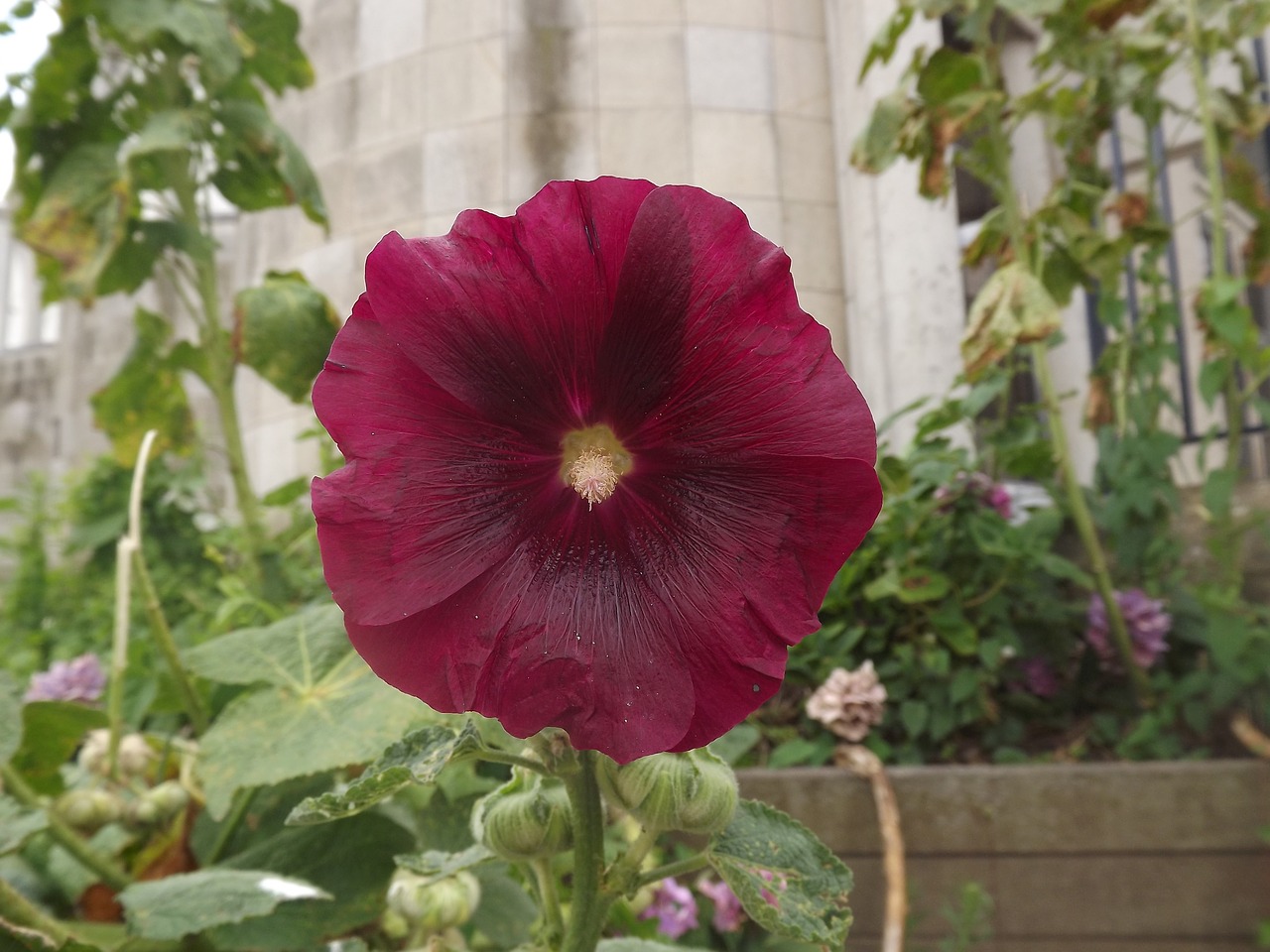 hollyhock flower summer flowers free photo