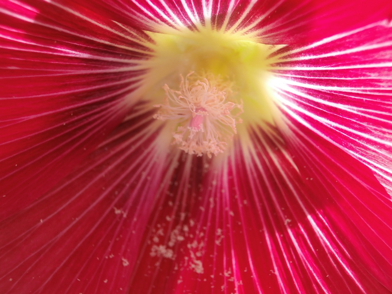 hollyhock flower pistil free photo