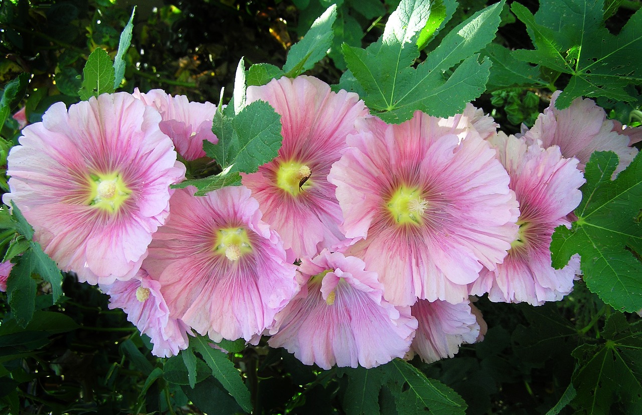 hollyhock flower pink free photo