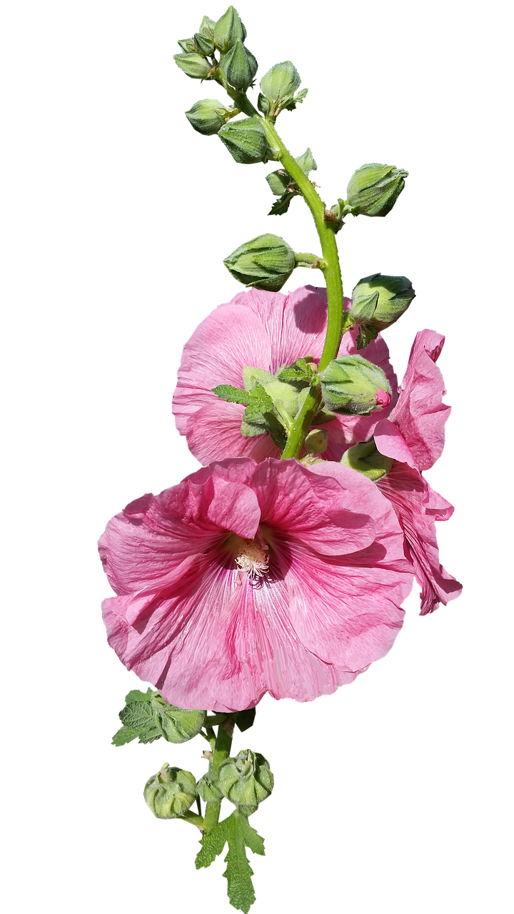 hollyhock stem pink free photo