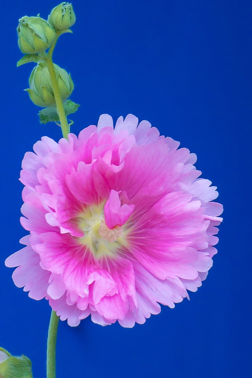 hollyhock  flower  plant free photo