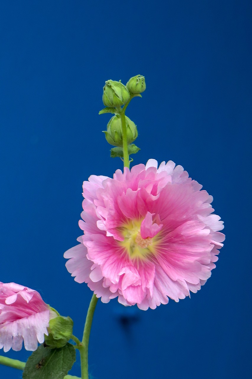 hollyhock  flower  plant free photo