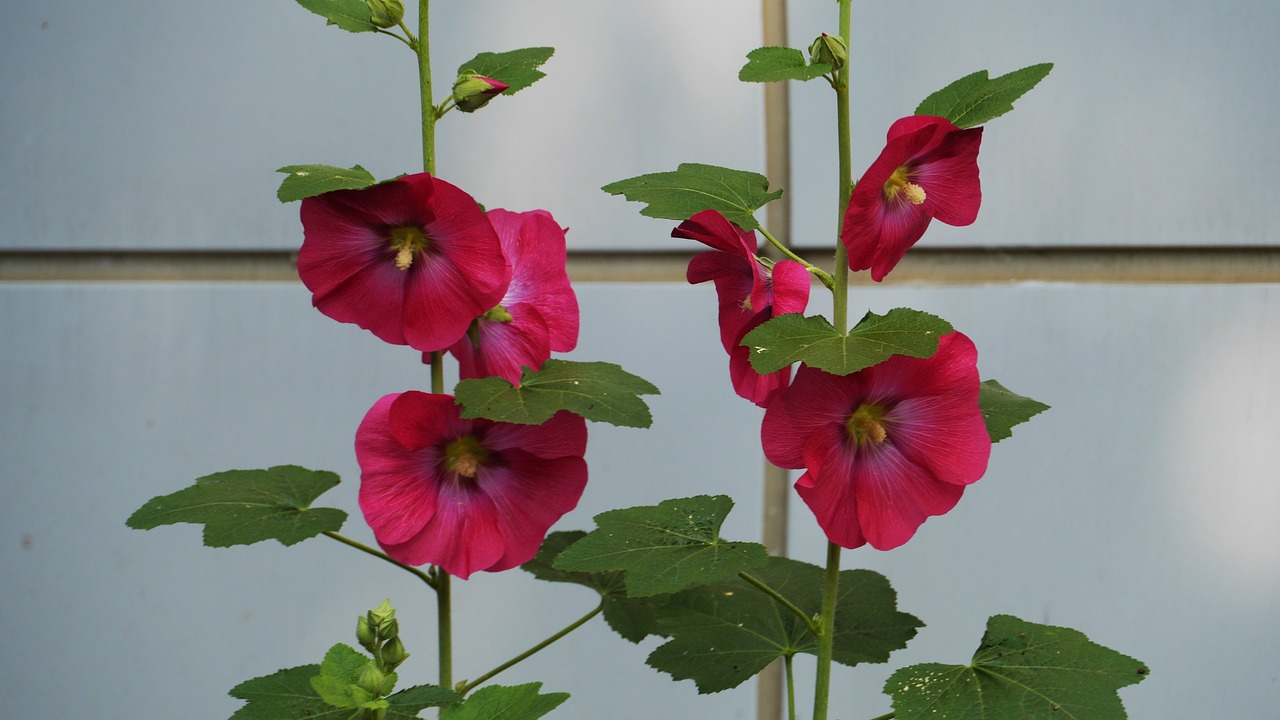 hollyhock  garden  flowers free photo