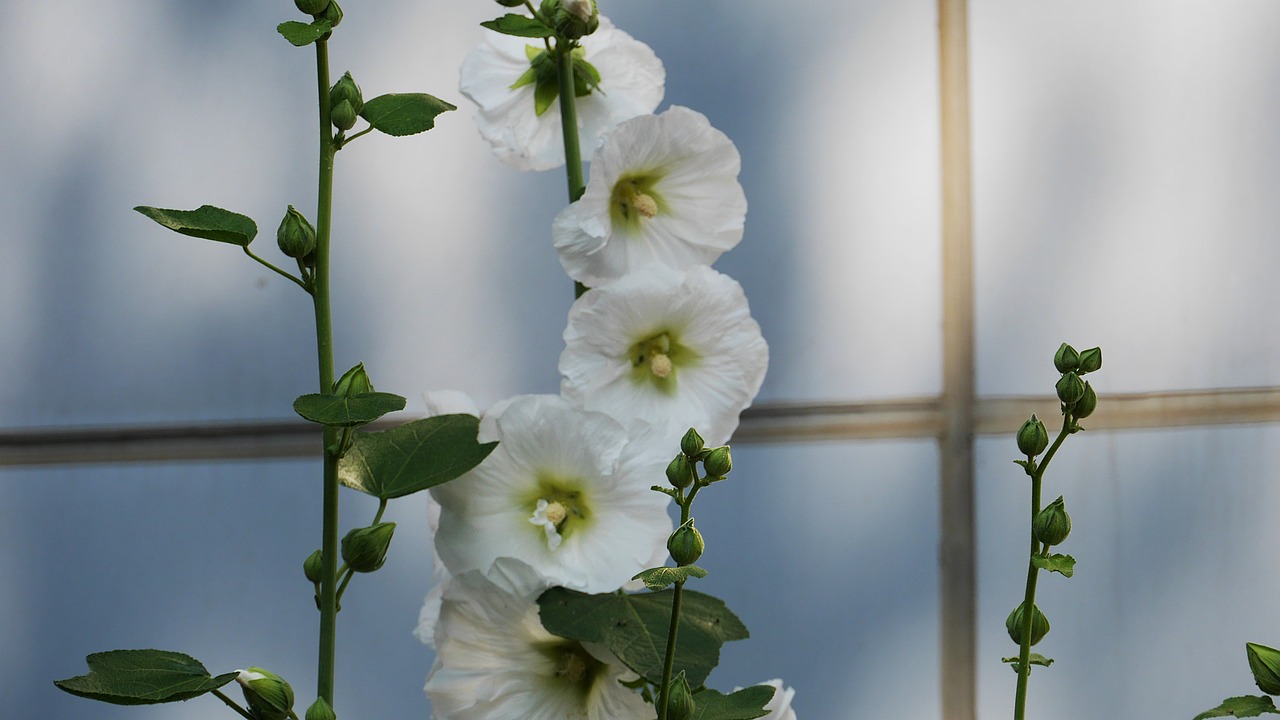 hollyhock  garden  flowers free photo