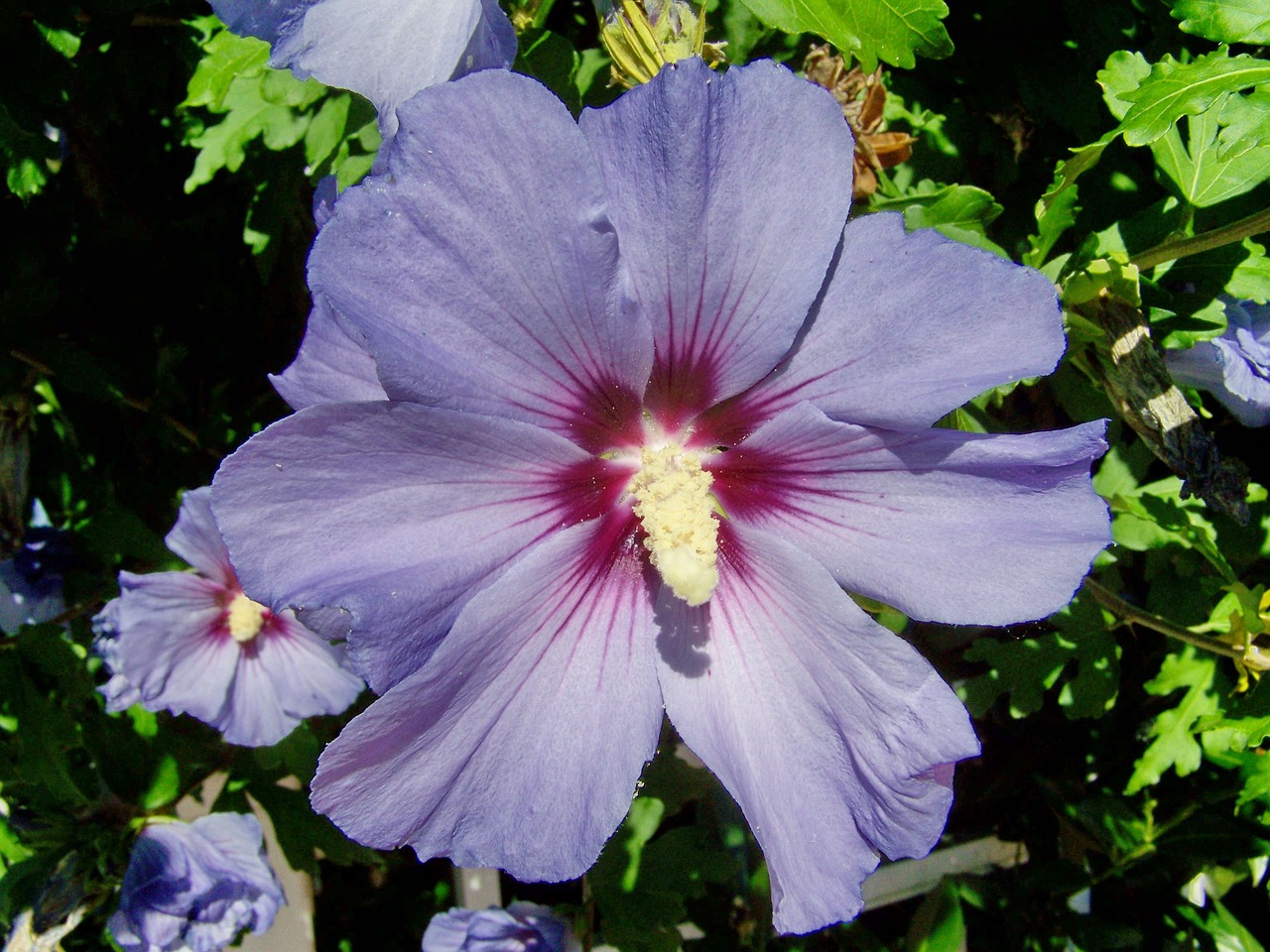 hollyhock  summer flower  garden shrub free photo