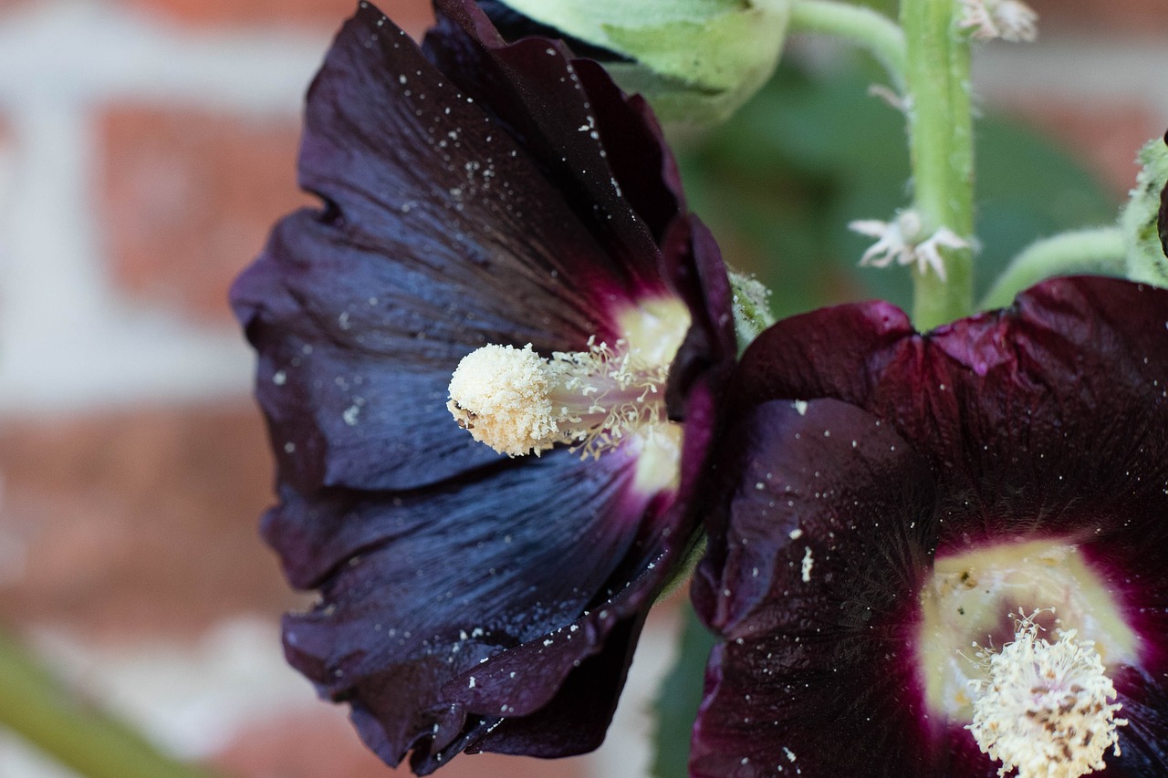 hollyhock  rose  flower free photo