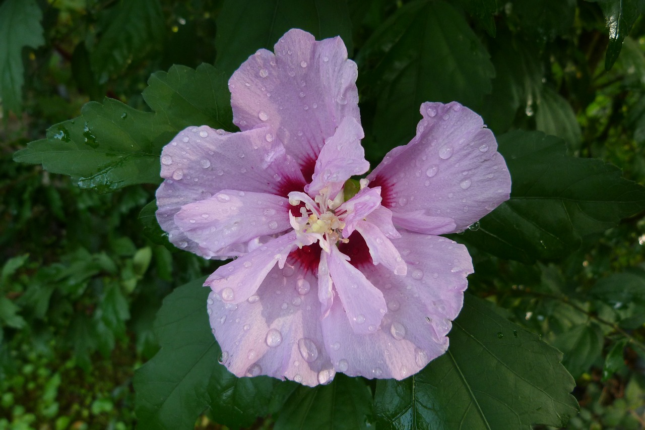 hollyhock  pink  flower free photo