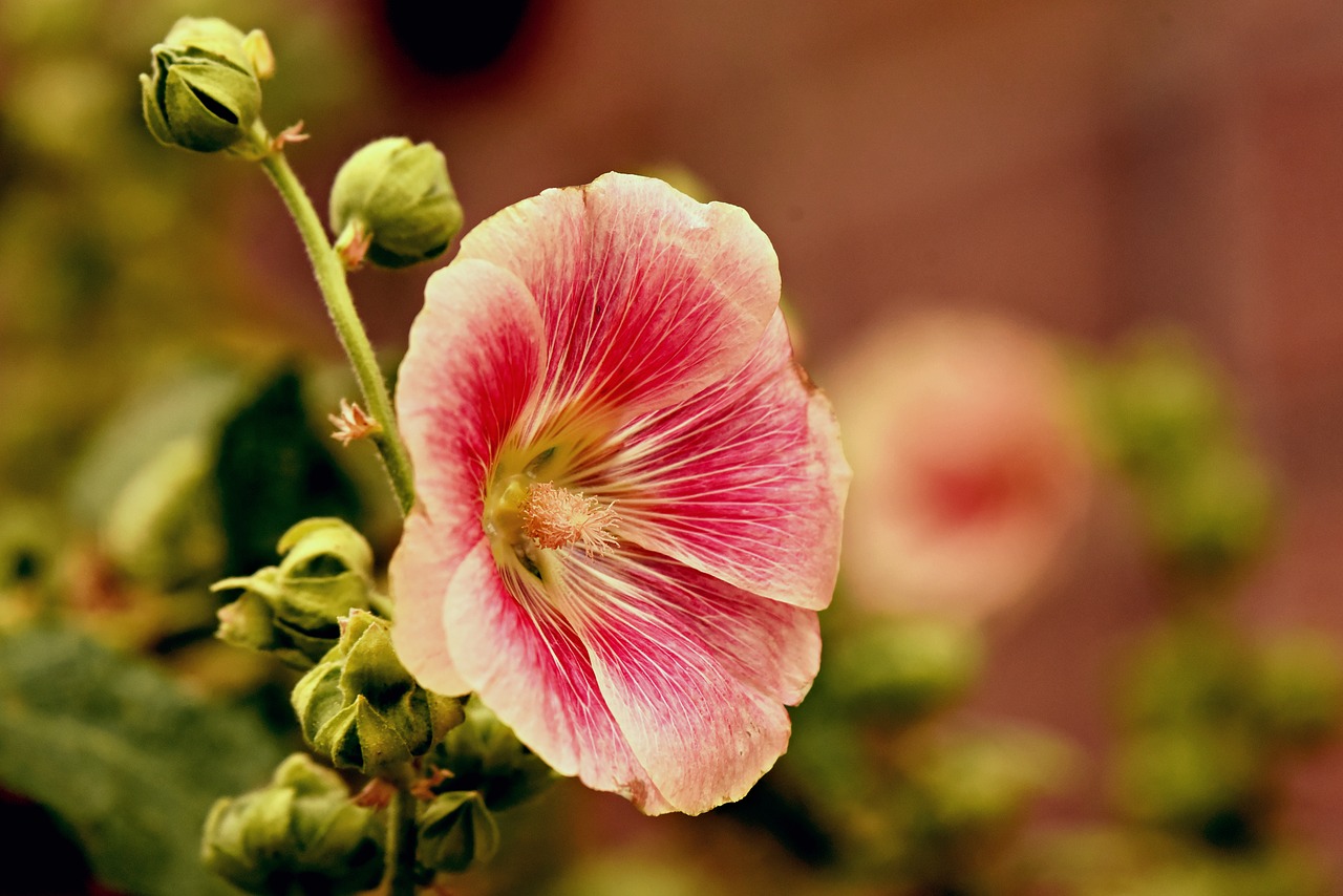 hollyhock  flower  plant free photo