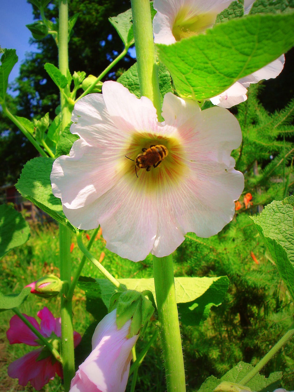 hollyhock bee flower free photo