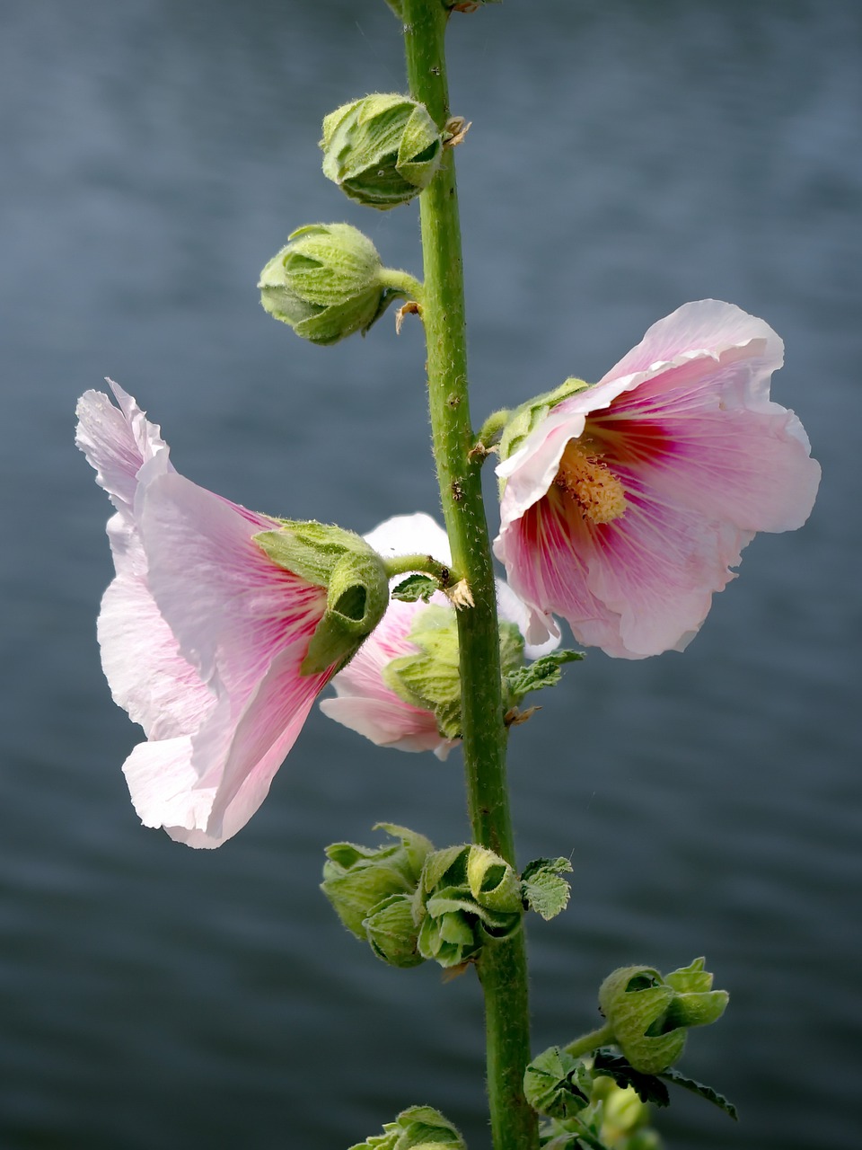 hollyhock  alcea rosea  primerose free photo