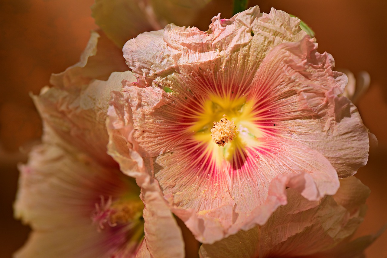 hollyhock  rose  flower free photo