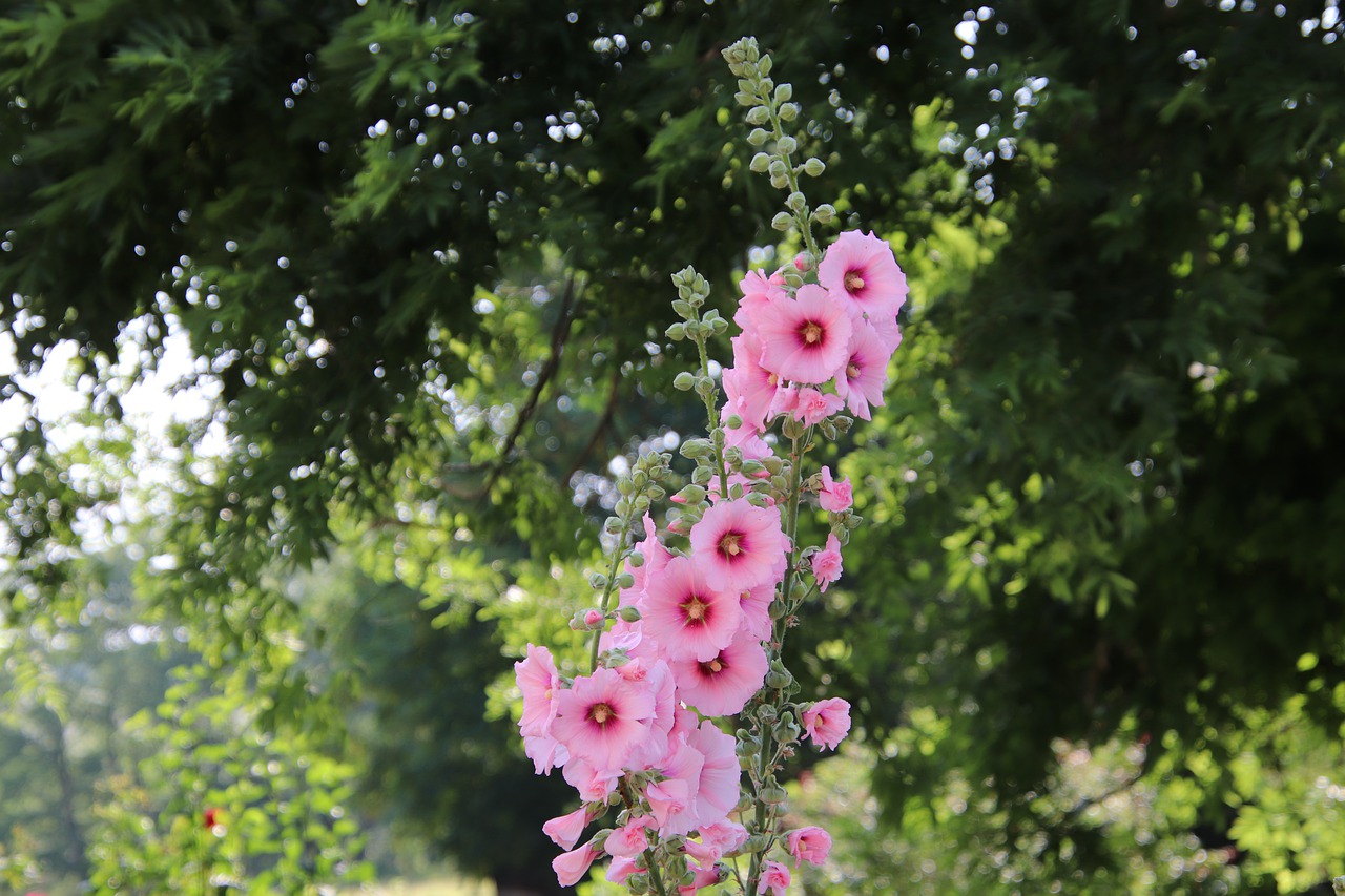 hollyhock  color pink  flowers free photo