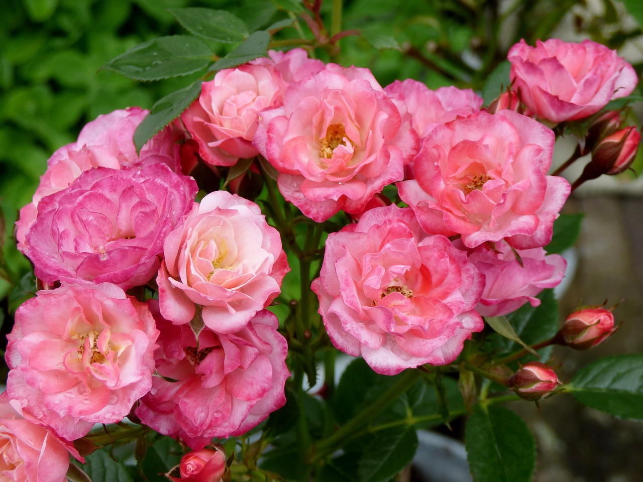 hollyhock pink rose flowers free photo