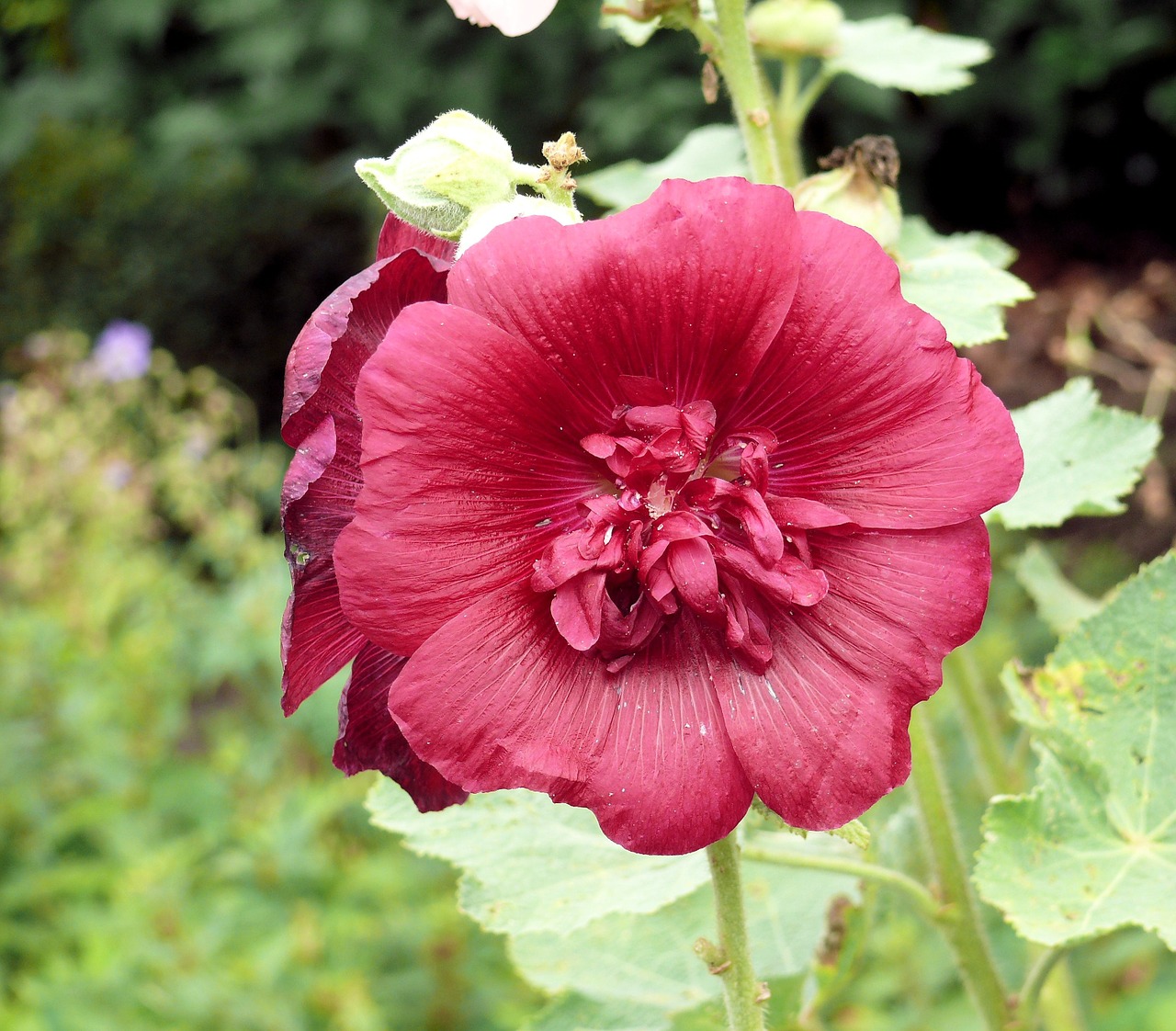 hollyhock red double-flowered free photo