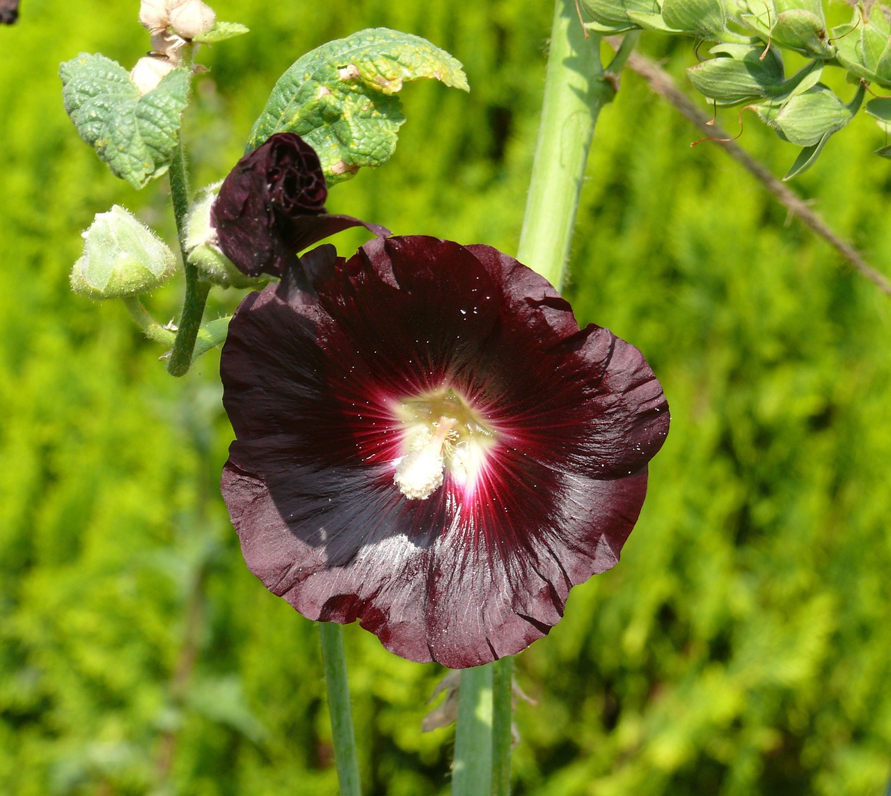 hollyhock purple dark red free photo