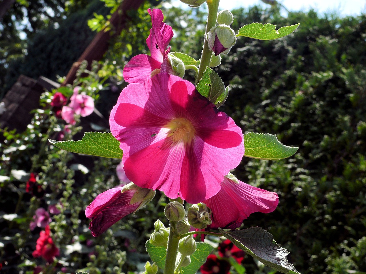 hollyhock rose flower free photo