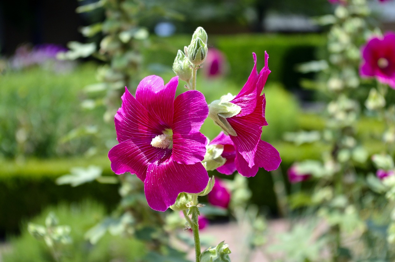 hollyhock at gilcrease museum  hollyhock  blossom free photo