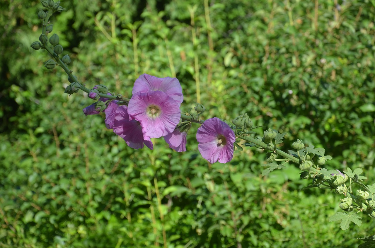 hollyhocks flowers nature free photo