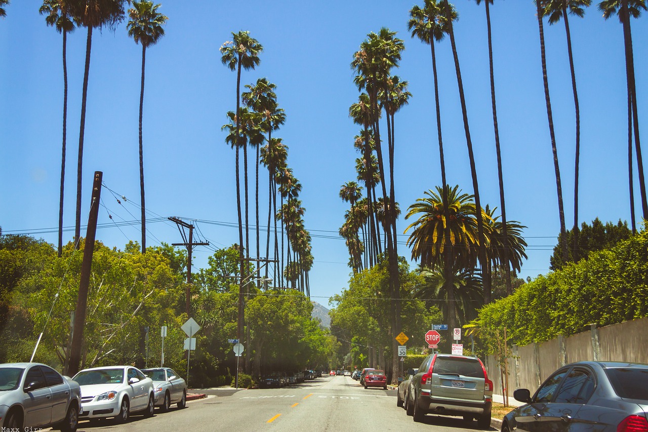hollywood california palma free photo