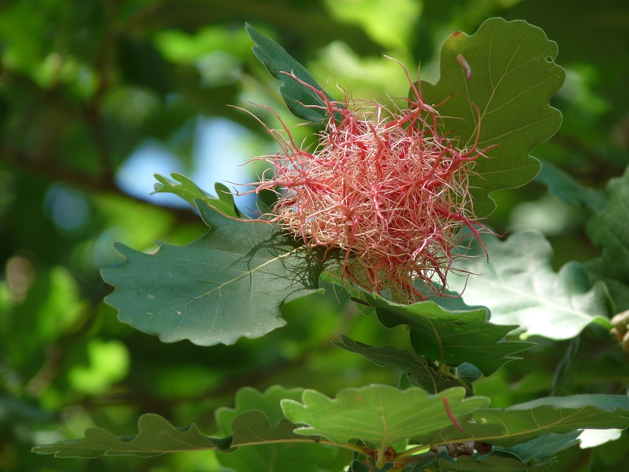 holm flower tree free photo