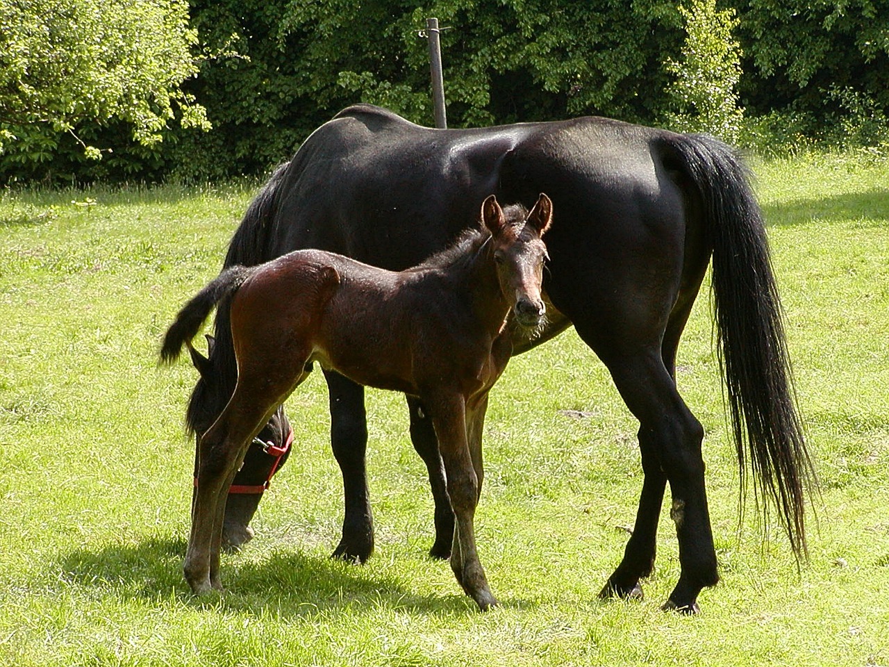 holstein horses foal free photo