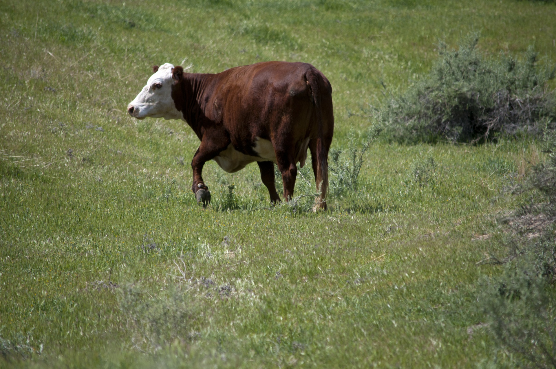 cow cows mammal free photo
