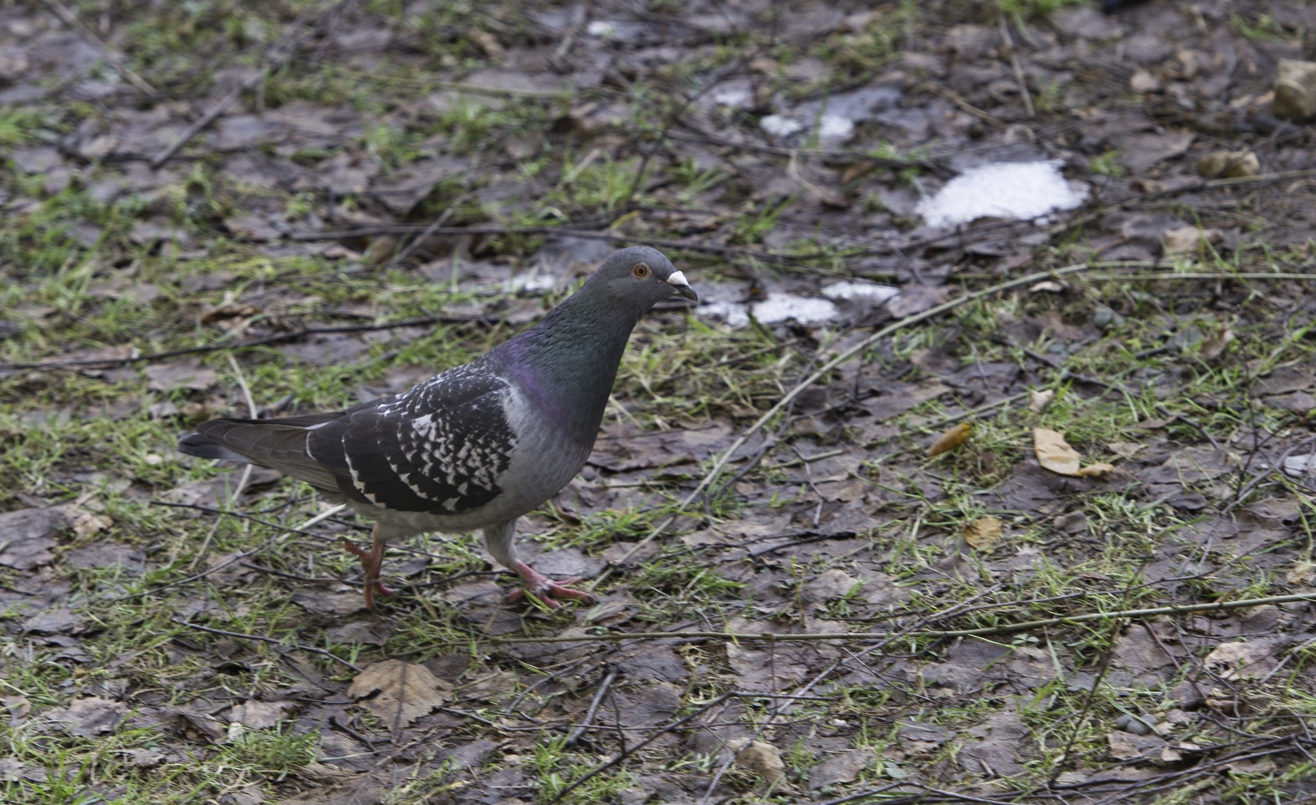 pigeon grass spring free photo