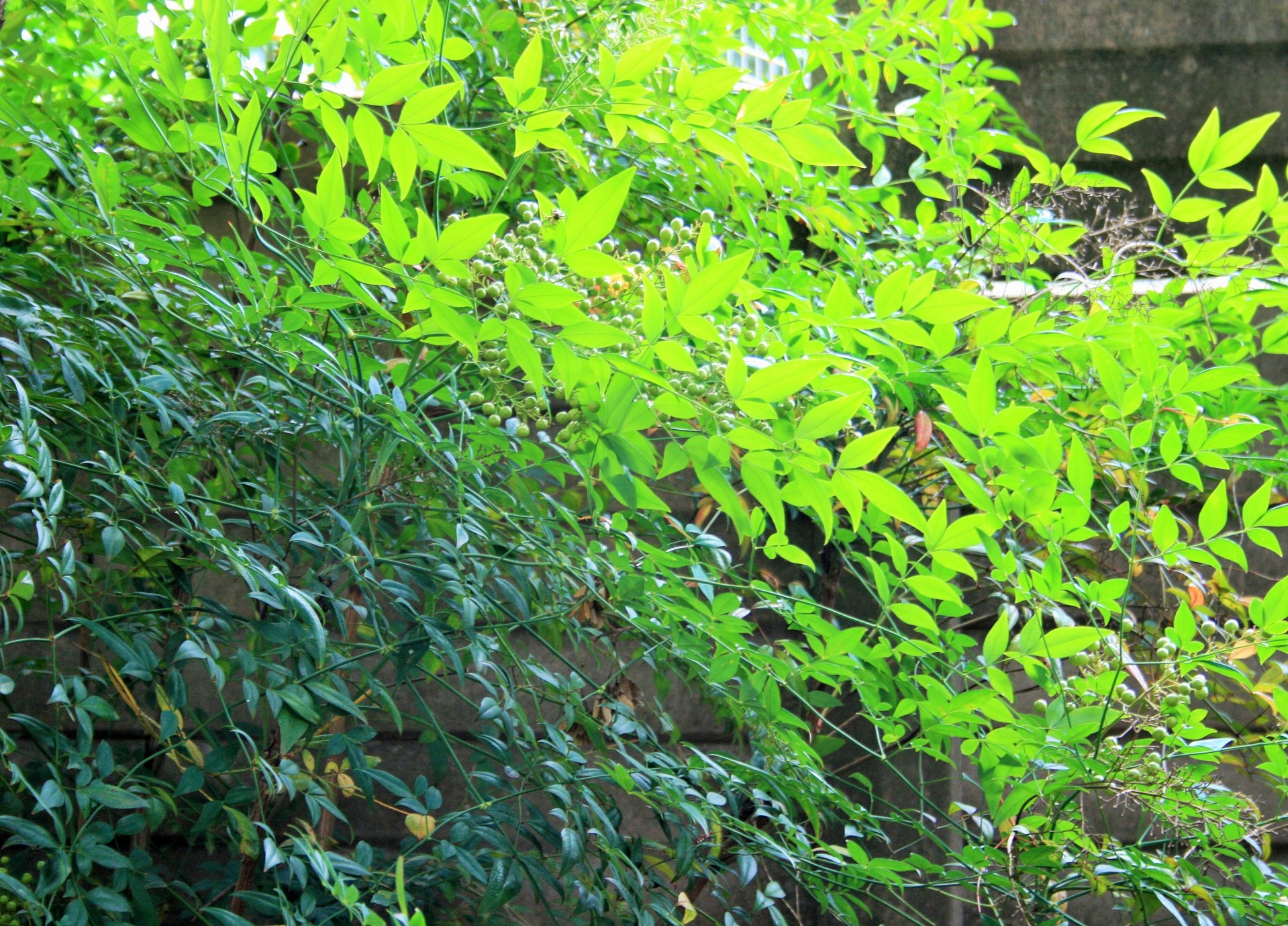 holy bamboo foliage green free photo