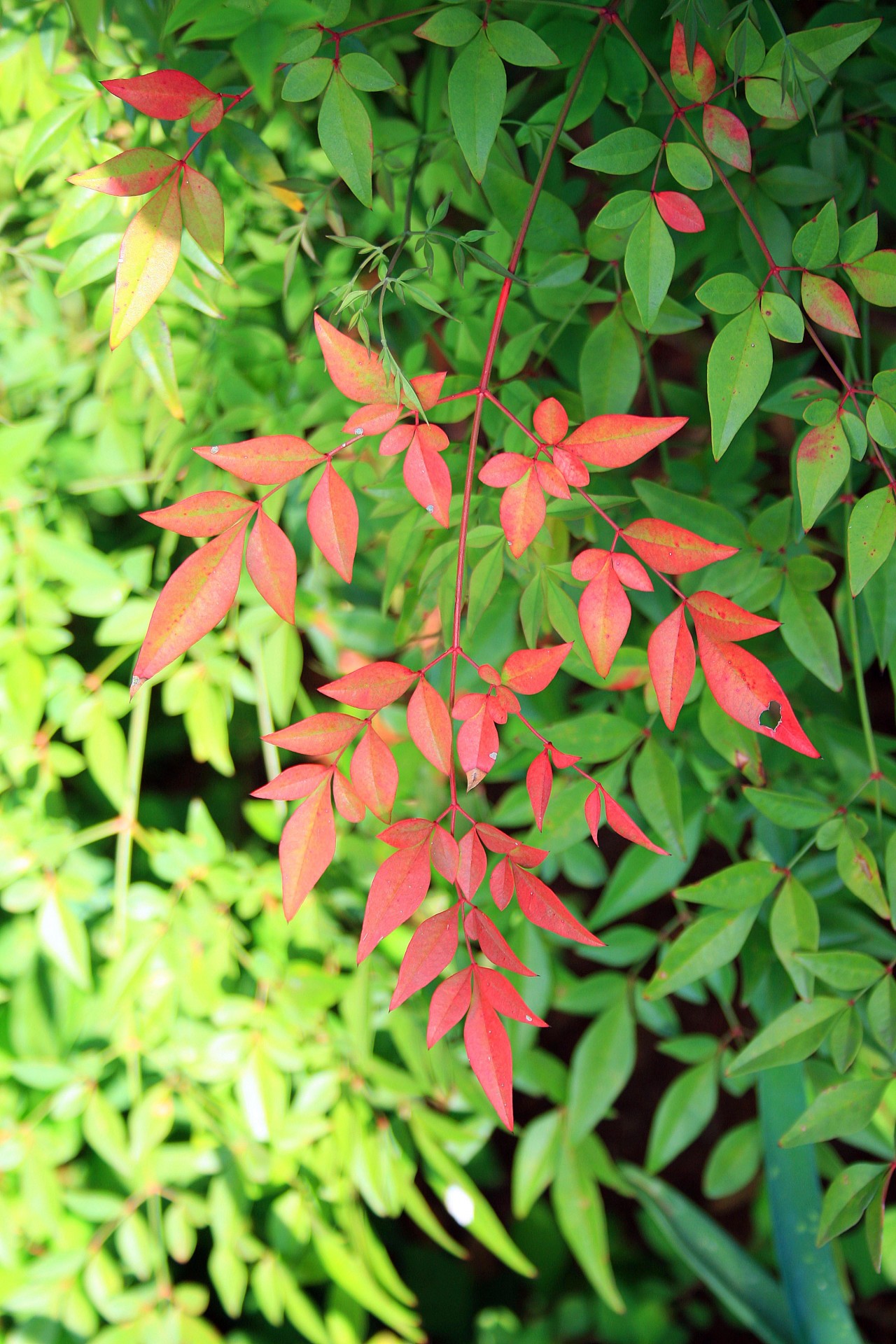 foliage compound red free photo