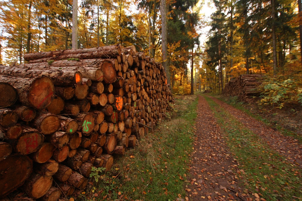 holzstapel like trees timber industry free photo