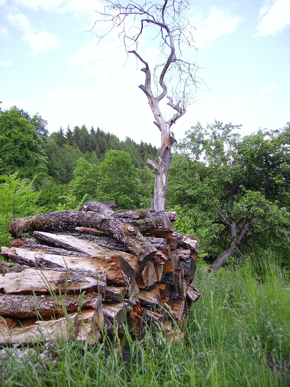 holzstapel tree wood free photo