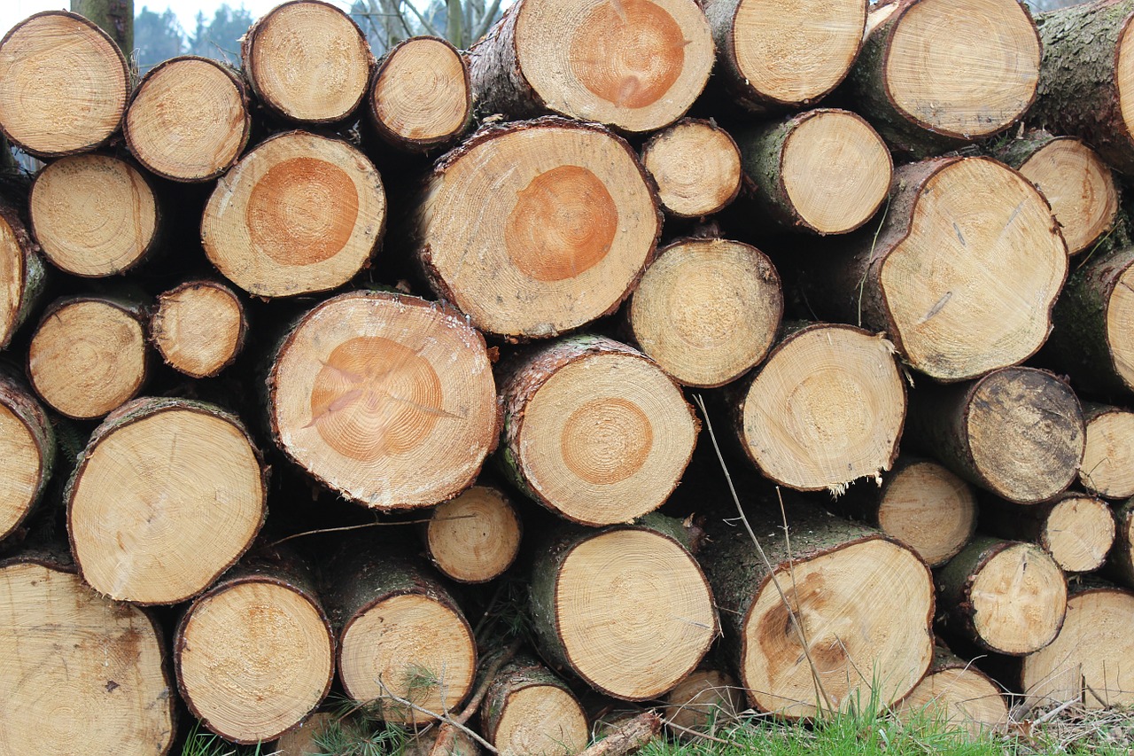 holzstapel like annual rings free photo