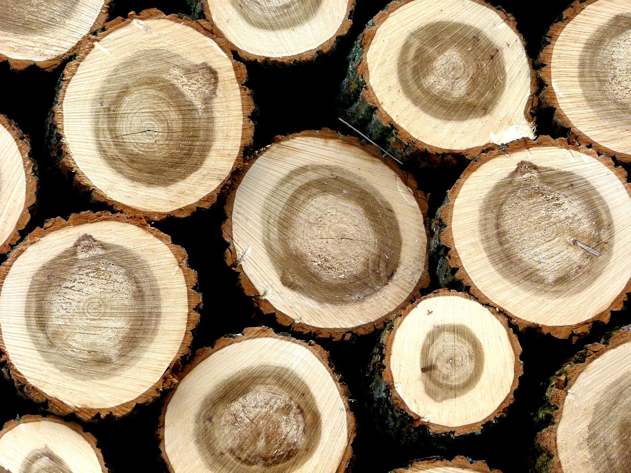 holzstapel hardwood tree trunks free photo