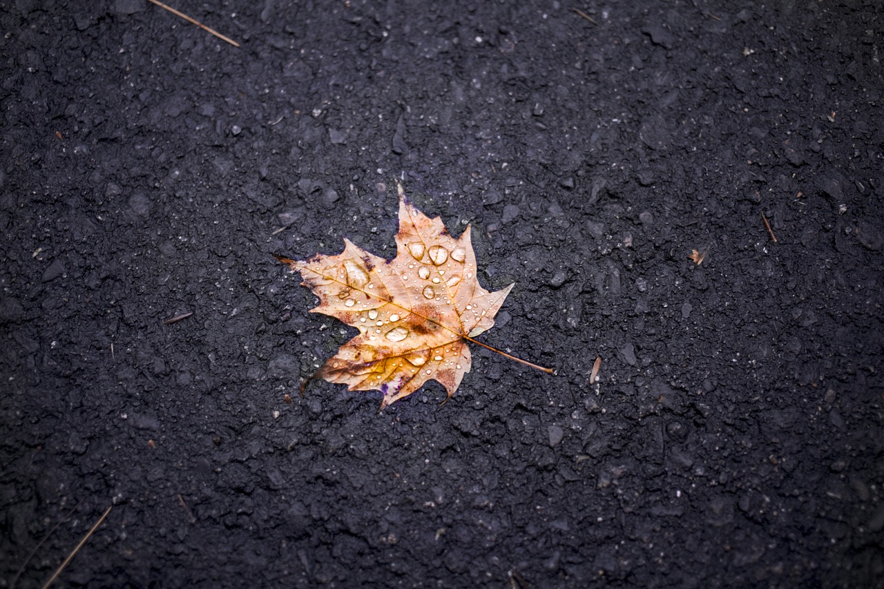 leaf maple soil free photo