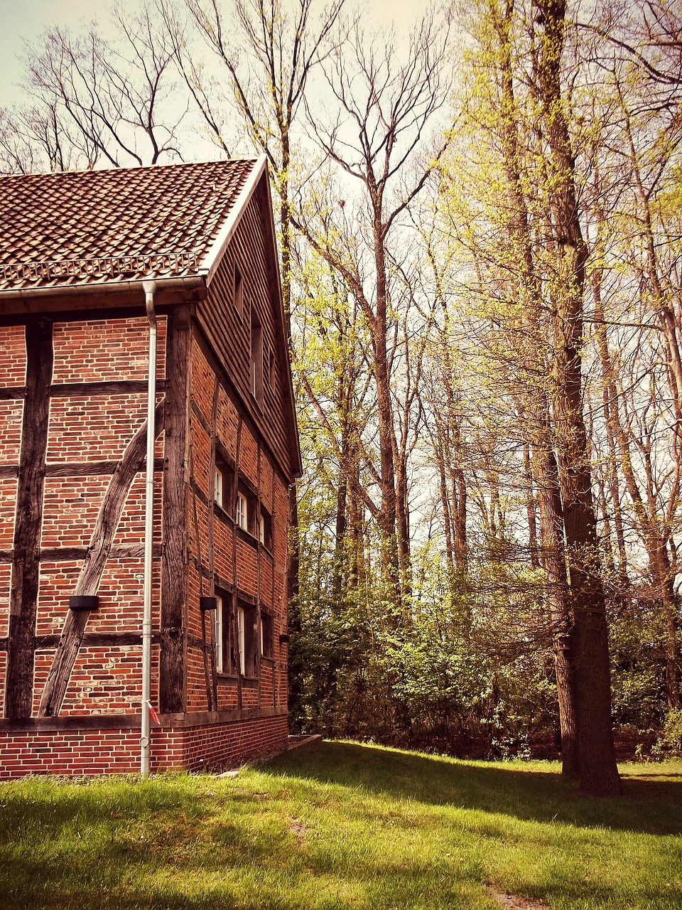 Дерево хат. Архитектура из дерева на природе. Хата на дереве. A House among the Trees. Home Tree.