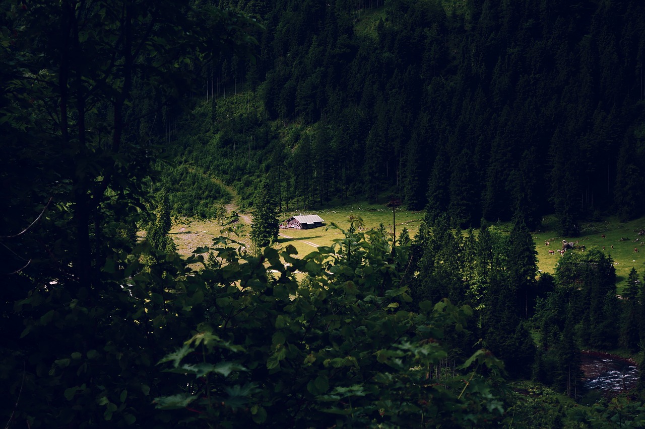 home forest lonely free photo