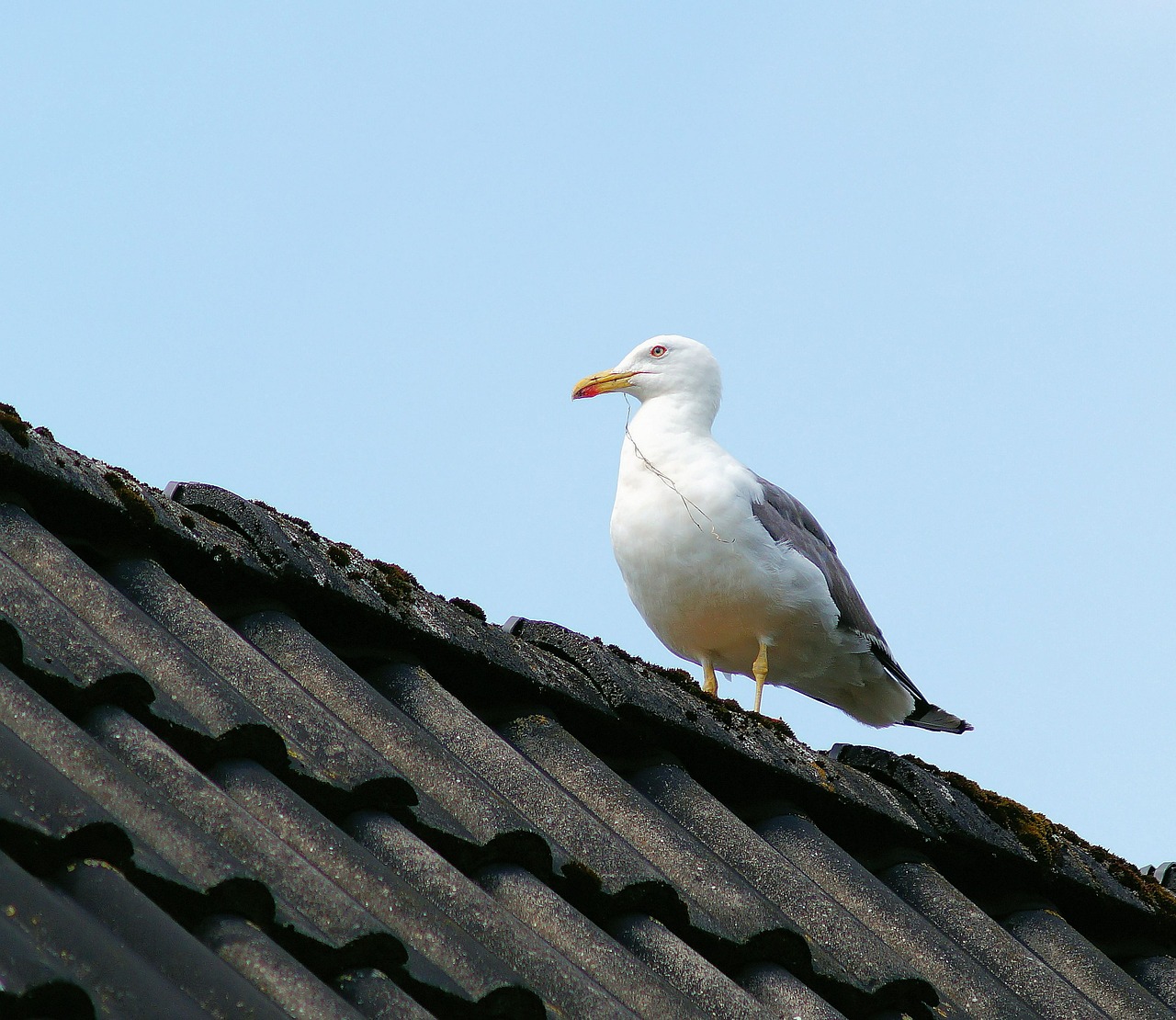 home roof gull free photo