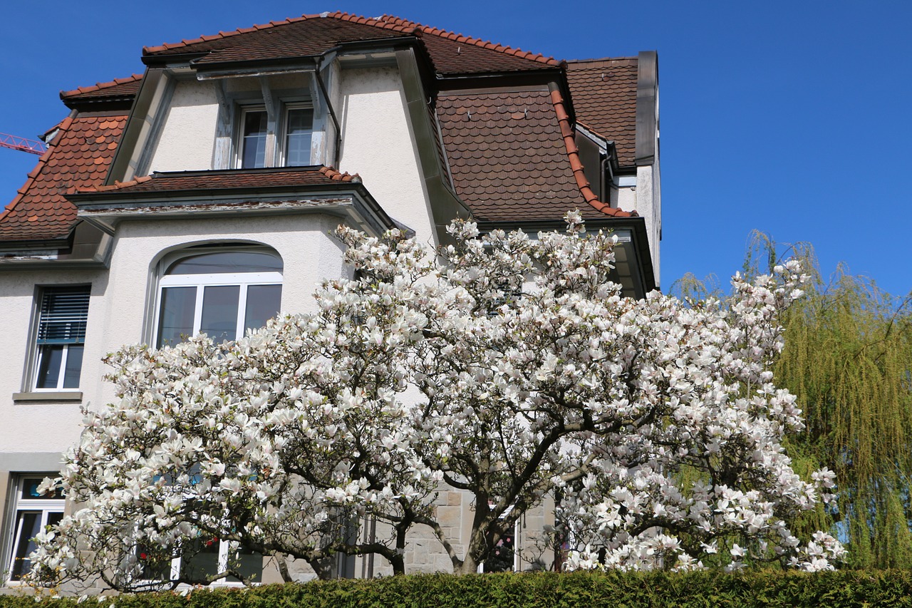 home tree magnolia flowers free photo