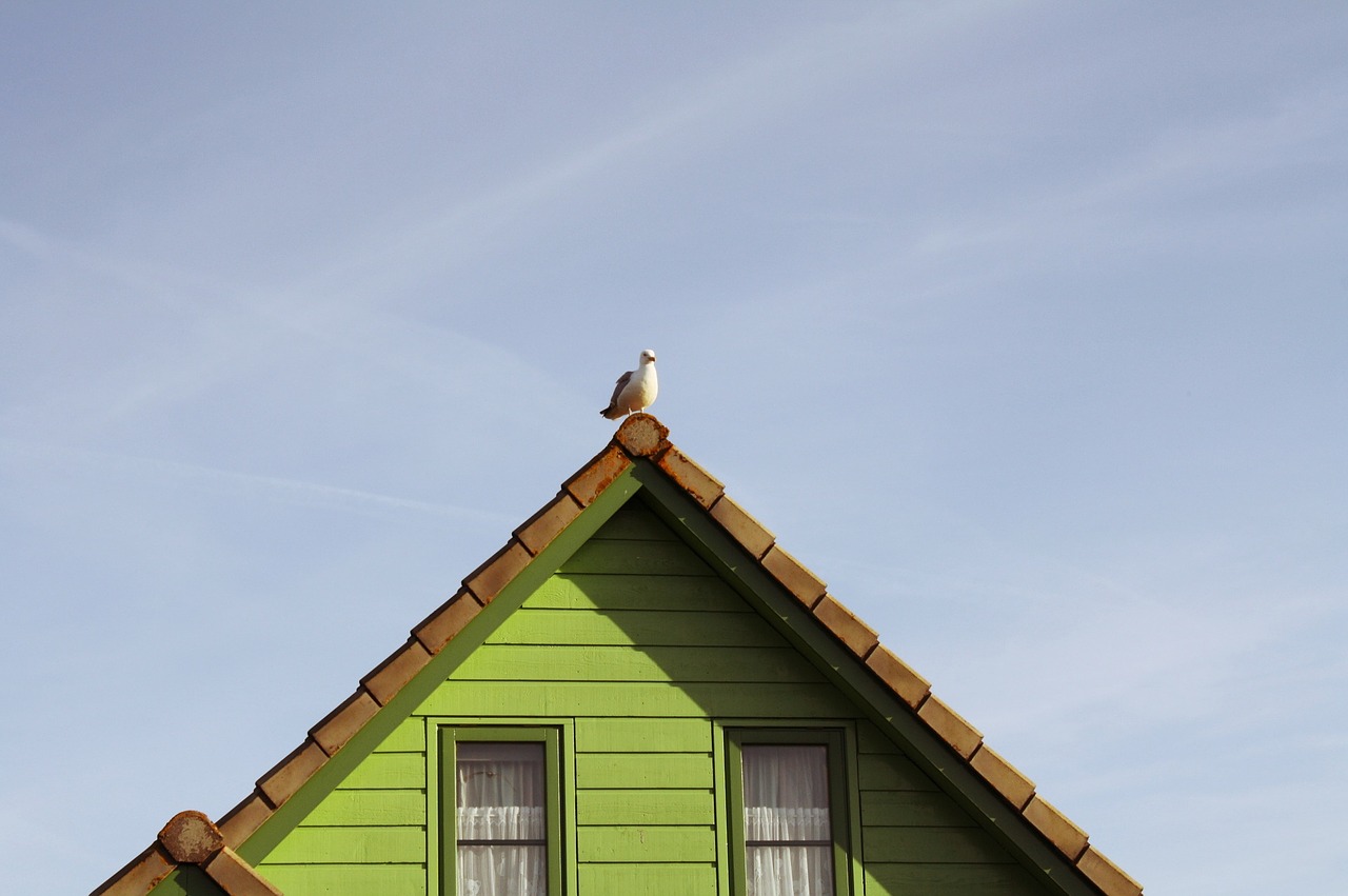 home seagull building free photo