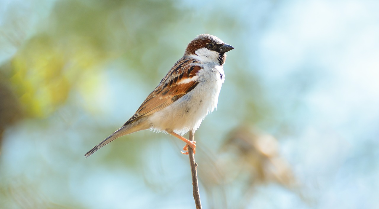 home sparrow beautiful sparrow pakistani sparrow free photo