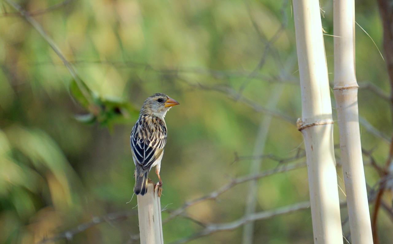 home sparrow  bharat  banswara free photo