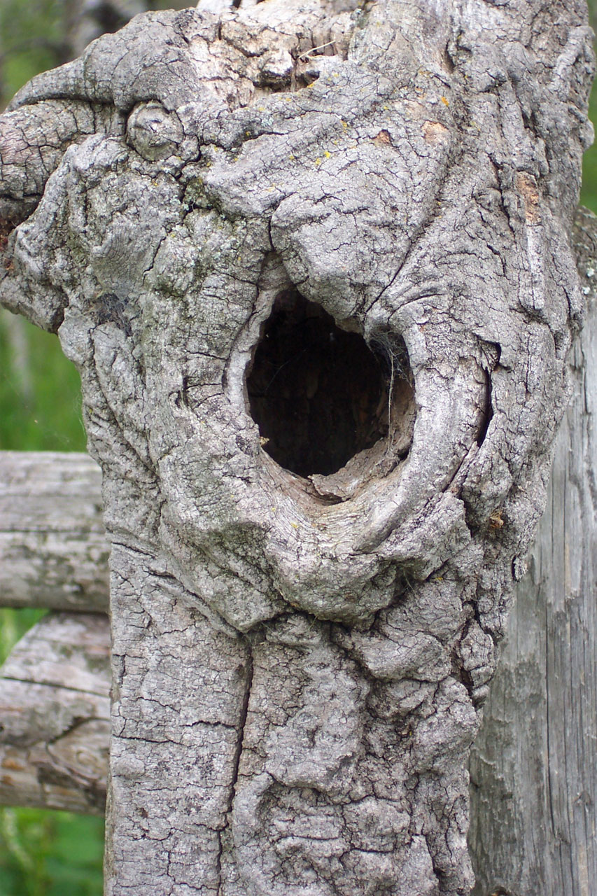 wood stump bird free photo