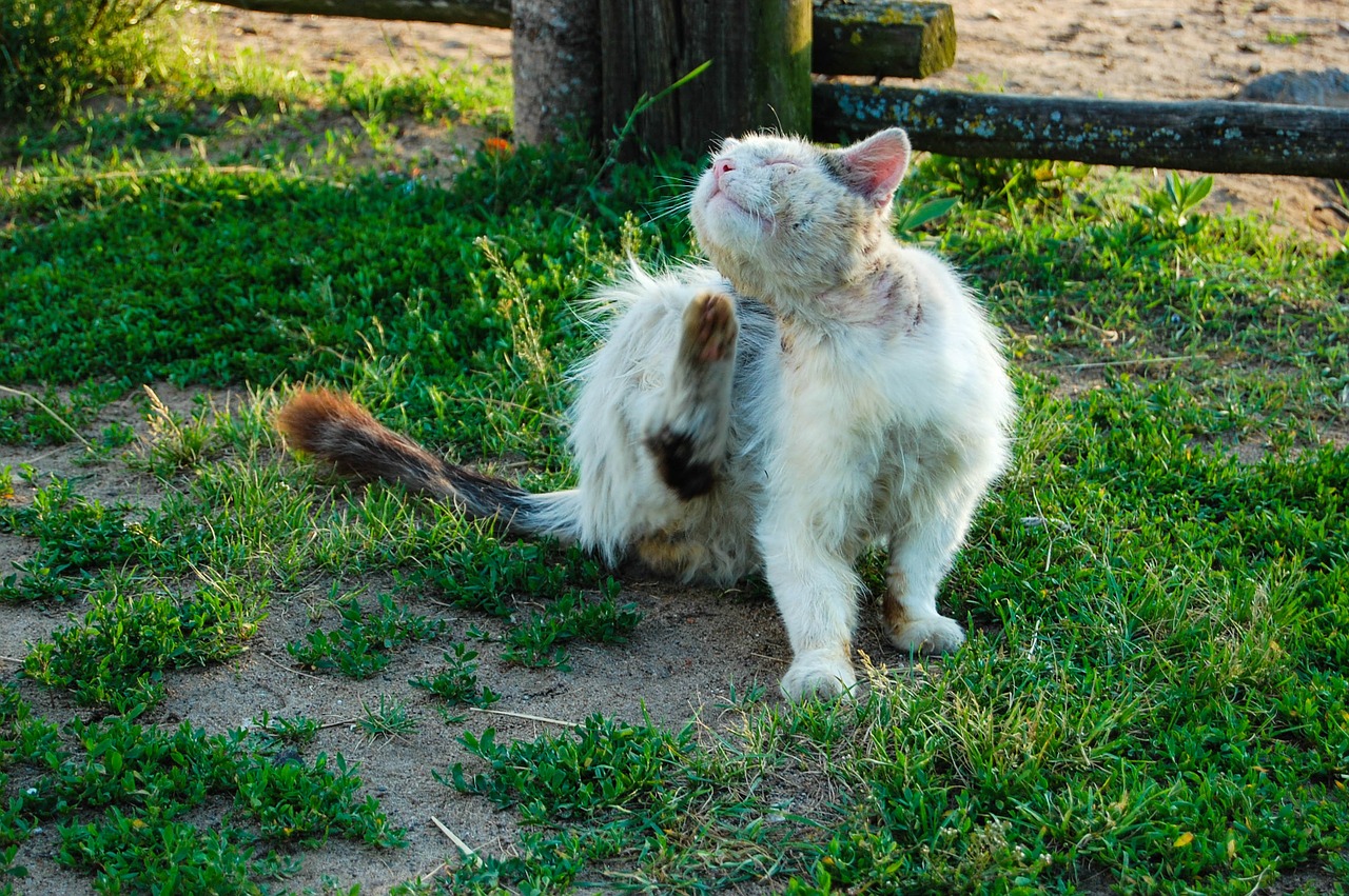 homeless cat full of fleas cat dirty cat free photo