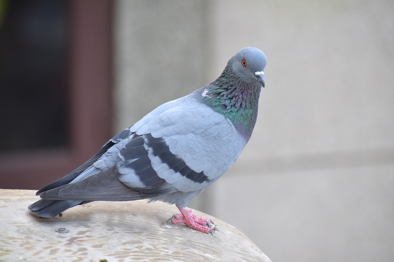 homing pigeon pigeon columba livia domestica free photo