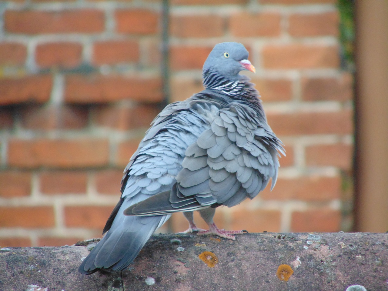 homing pigeon dove bird free photo
