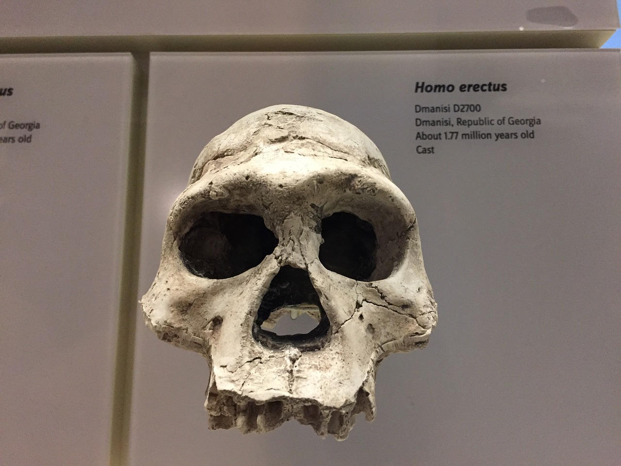 homo erectus skull ancestor free photo