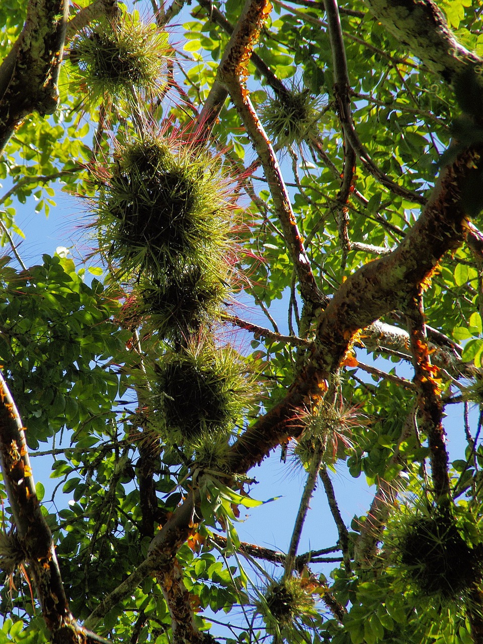 honduras epiphyte branches free photo
