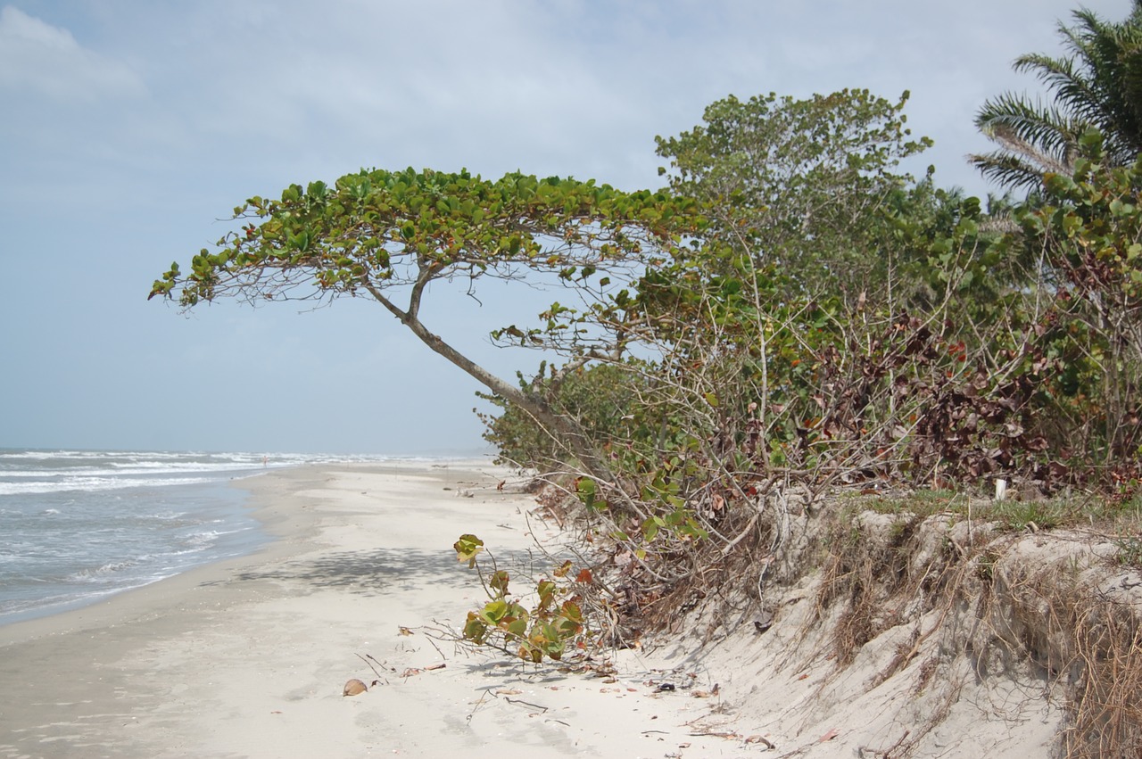 honduras  beach  shore free photo