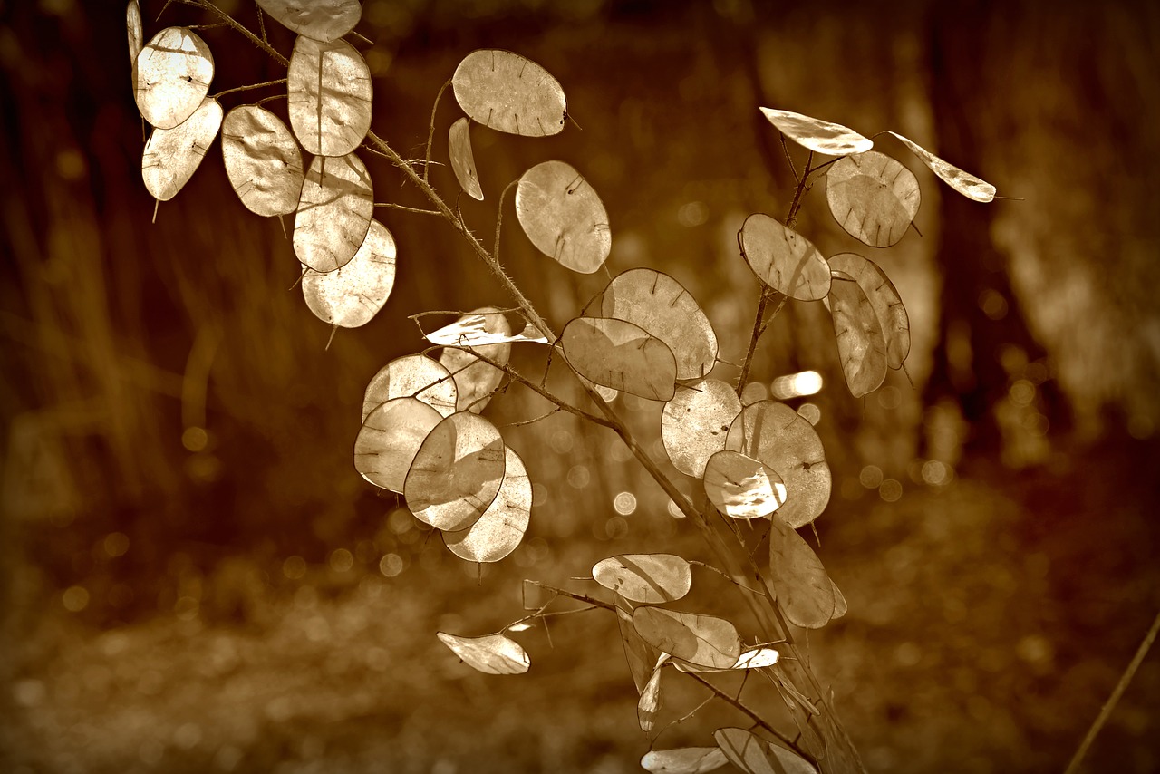 honesty  plant  seed pods free photo